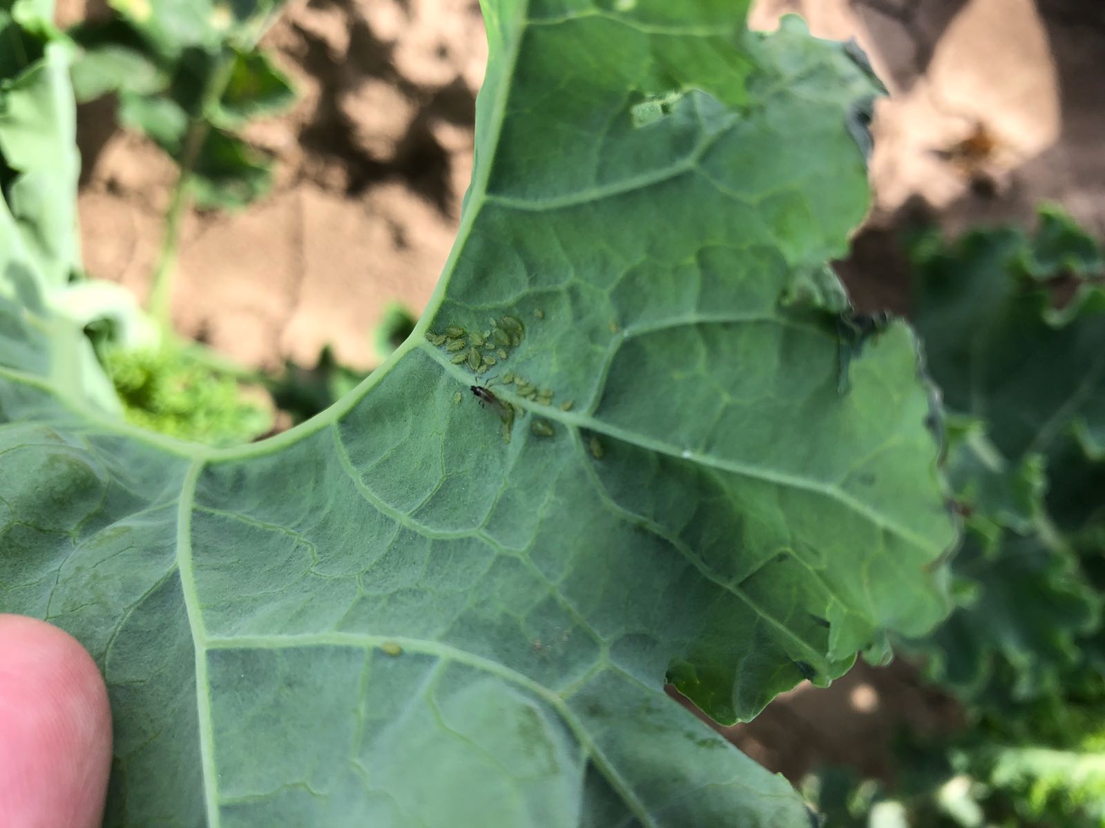 Monitoring essential as aphid pressure high in potato crops - Farmers ...